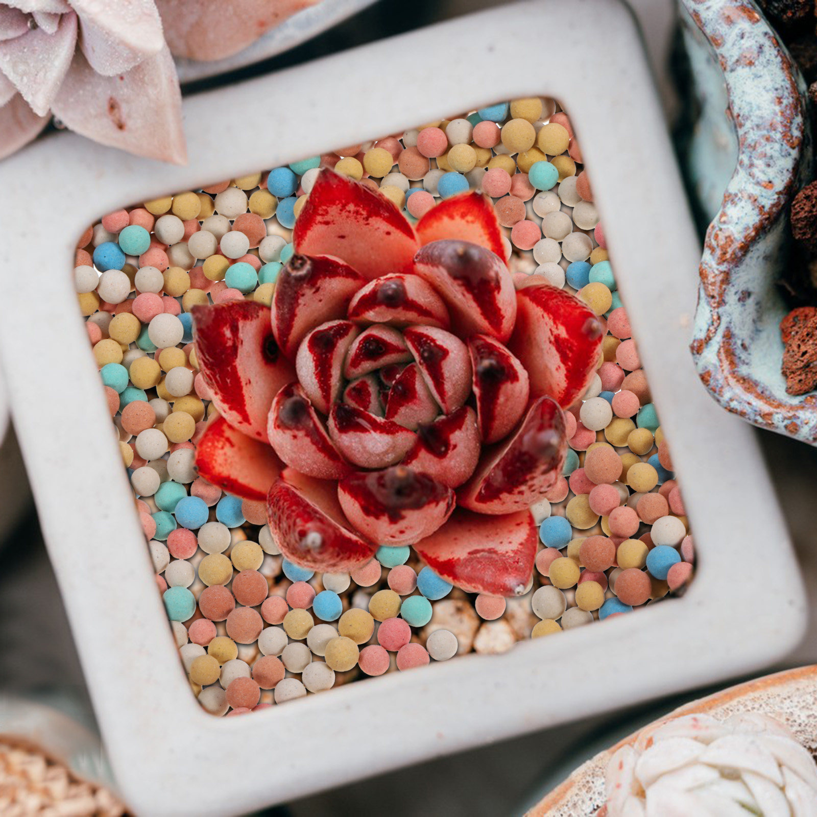 Clay Pebble Growing - Ceramic Clay Pebbles for Succulents Cactus