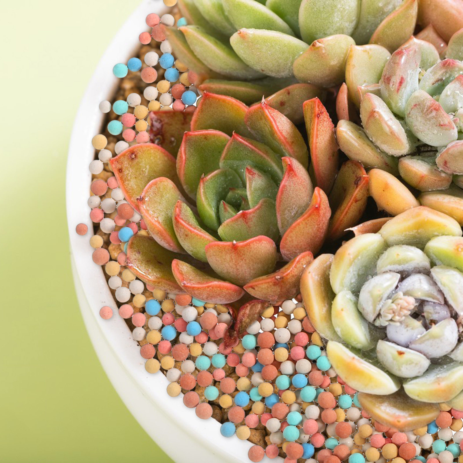 Ceramic Clay Pebbles for Succu - đánh giá và giá Clay Pebble Growing